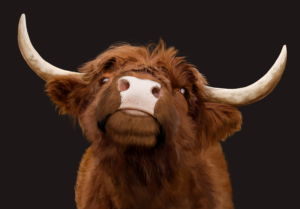 Highland Cow background